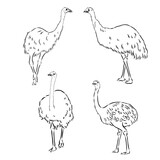 ostrich hand drawn vector animal illustration ostrich vector