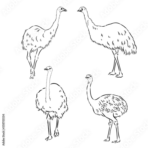 ostrich hand drawn vector animal illustration ostrich vector