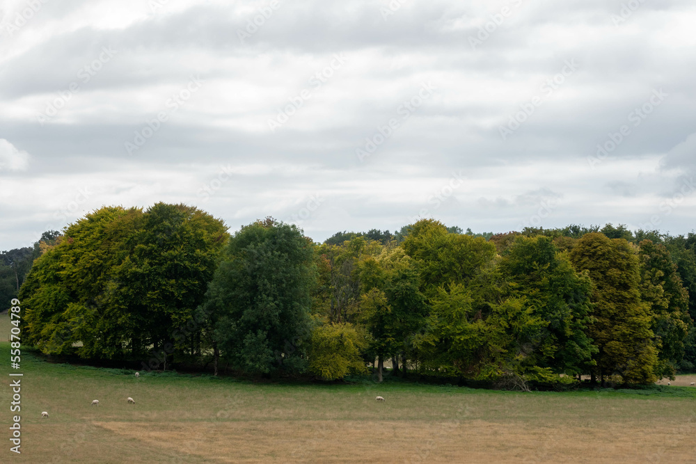sheep grazing by circle of trees just starting to get Autumn colour in the English countryside sheep grazing by circle of trees just starting to get Autumn colour in the English countryside