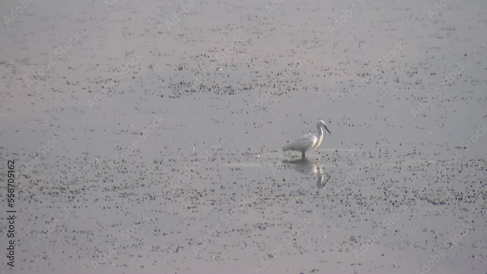 A super telephoto video clip of a white heron, standing in the muddy water, pecking small animals from the mud. Hula, Israel. A super telephoto video clip of a white heron, standing in the muddy water, pecking small animals from the mud. Hula, Israel.