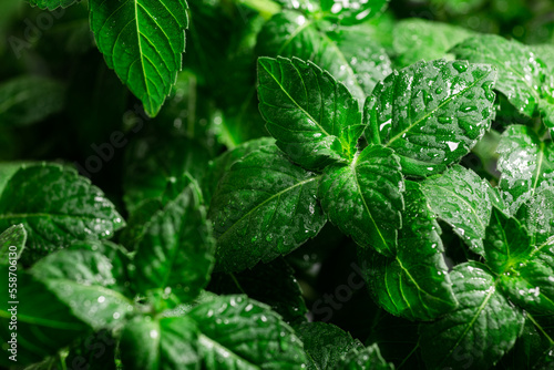 Rama Tulsi, the Indian Holy Basil, selective focus. Ocimum sanctum plant, ayurvedic herb