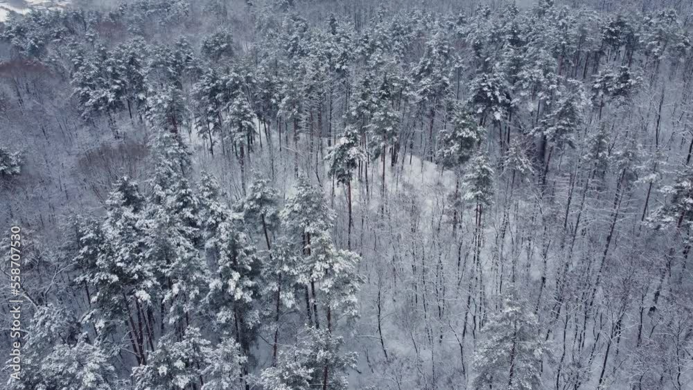 Winter pine and deciduous forest after snowfall, aerial view Winter pine and deciduous forest after snowfall, aerial view