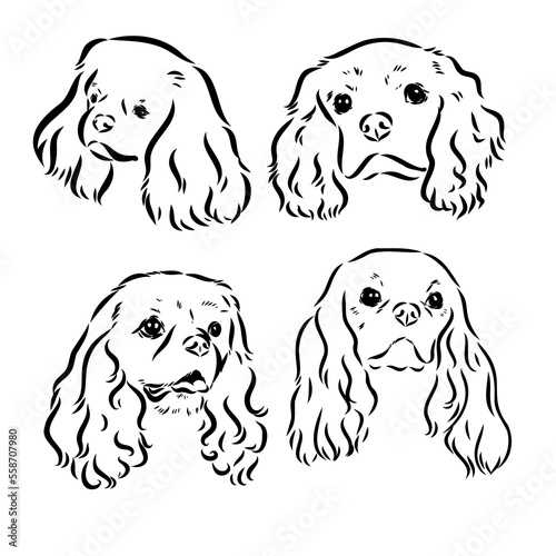 Cavalier King Charles Dog Vector Image Silhouette