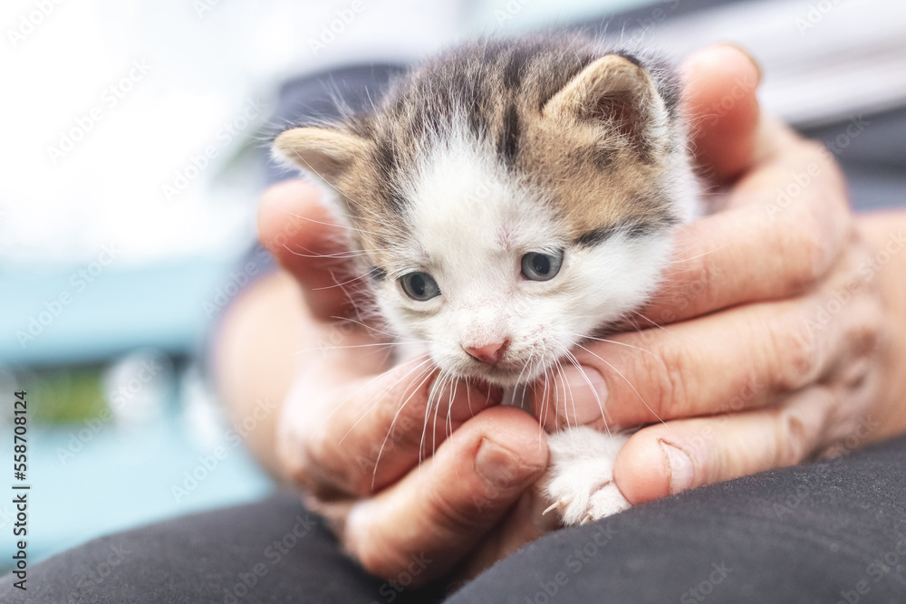 An elderly woman holds a small kitten in her hands An elderly woman holds a small kitten in her hands