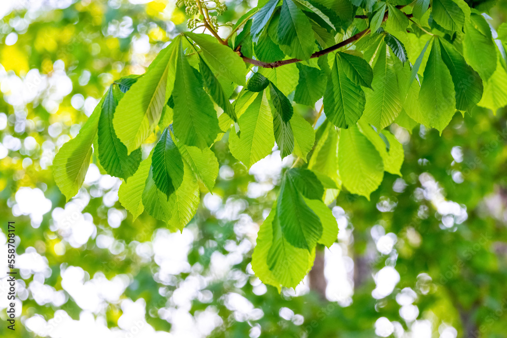 Chestnut branch with young fresh green leaves. Background of green leaves Chestnut branch with young fresh green leaves. Background of green leaves