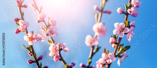 Peach branches with pink flowers on the background of the sky