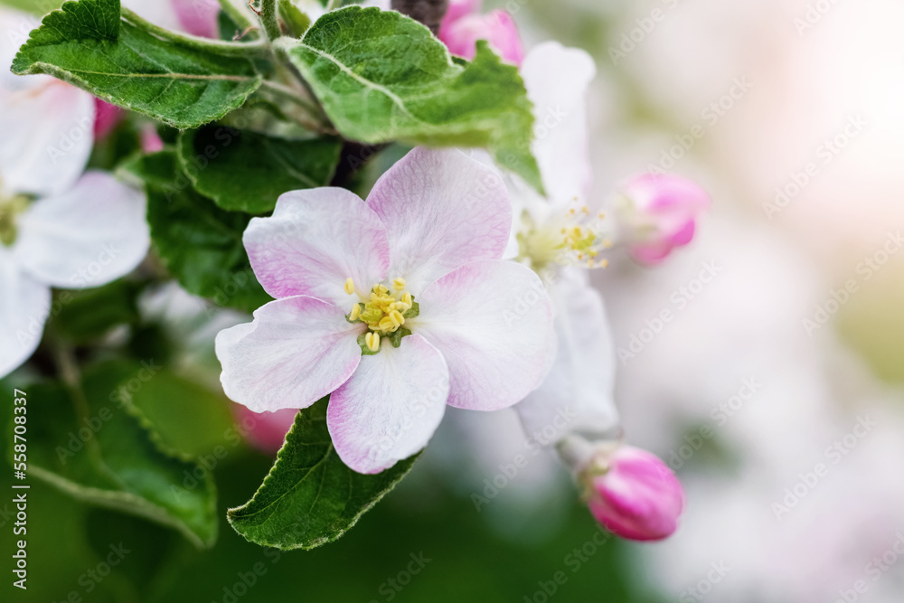 Large white and pink flowers and buds of an apple tree in the garden on a tree branch Large white and pink flowers and buds of an apple tree in the garden on a tree branch