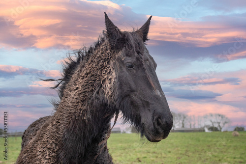 Foto Muddy  Friesian horse at sunset