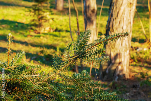 Branches of Greek fir, Abies cephalonica on a blurred background. The image shows the leaves of a young Greek fir. photo