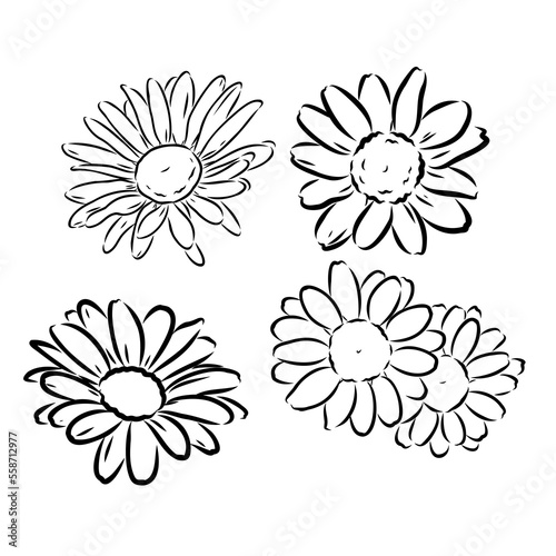 Daisy flower line art drawing. Vector hand drawn engraved illustration. Wild Chamomile black ink sketch. Wild botanical garden bloom. Great for tea packaging, label, icon, greeting cards, decor