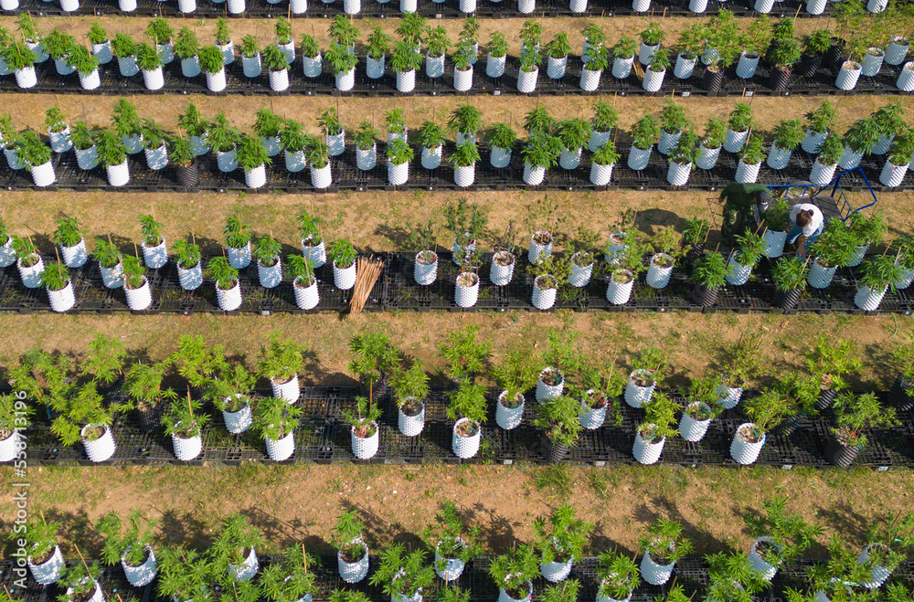 Obraz premium Aerial top view of outdoor marijuana field, hemp or cannabis plant leaves farm lab. Organic product in laboratory in technology medical, healthcare, research concept. Natural food. Ganja