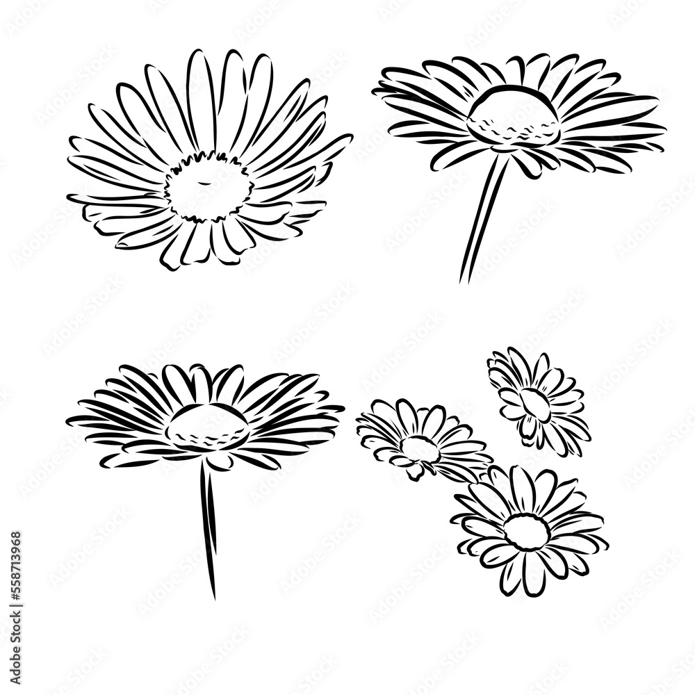 Daisy flower line art drawing. Vector hand drawn engraved illustration. Wild Chamomile black ink sketch. Wild botanical garden bloom. Great for tea packaging, label, icon, greeting cards, decor Daisy flower line art drawing. Vector hand drawn engraved illustration. Wild Chamomile black ink sketch. Wild botanical garden bloom. Great for tea packaging, label, icon, greeting cards, decor