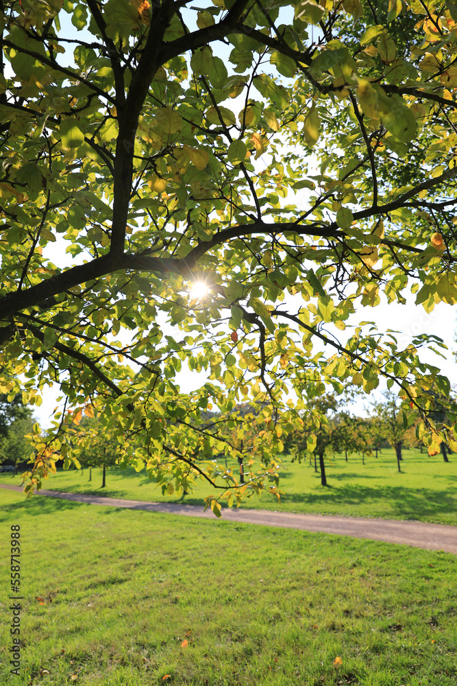 Naklejka premium Obstbaum im Gegenlicht