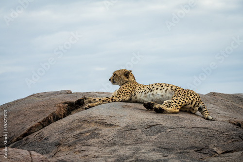 Cheetah on Rock in Serengeti National Park