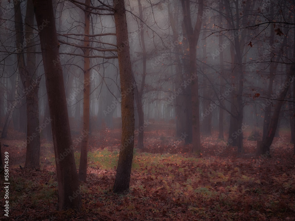Dreamy forest in thick fog in brown tones. Colorful autumn landscape. Fairytale moody woods with fallen leaves.