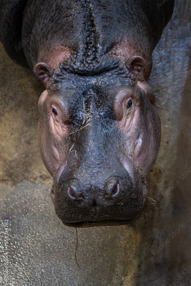 Portrait of the head of a young hippopotamus. Portrait of the head of a young hippopotamus.