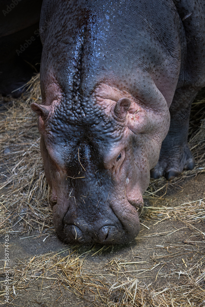Portrait of the head of a young hippopotamus. Portrait of the head of a young hippopotamus.