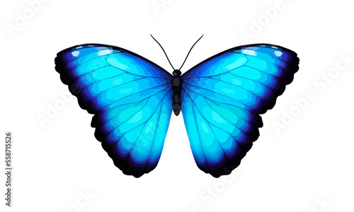 Blue tropical vector butterfly. Giant Morpho didius. Realistic vibrant detailed illustration. Isolated on white. Morpho Menelaus Terrestris, South American butterfly. © Taity
