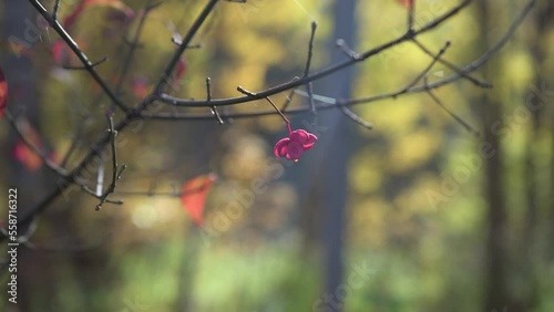 European spindle or common spindle (Euonymus europaeus) single fruit on a twig in autumn. Fall colors background. 