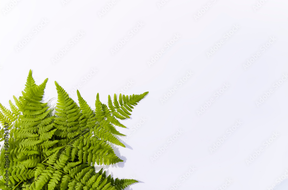 Green fern leaf on white background. Copy space. 