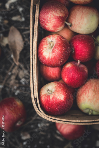 Ripe hand picked apples in a fruit basket photo