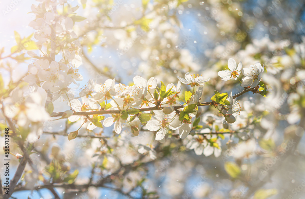 Spring background - flowers of plum tree, interlacing of branches, selective focus, close up