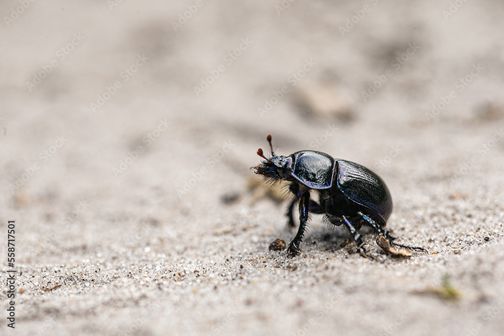 großer schwarzer Käfer - Mistkäfer auf Sandboden großer schwarzer Käfer - Mistkäfer auf Sandboden