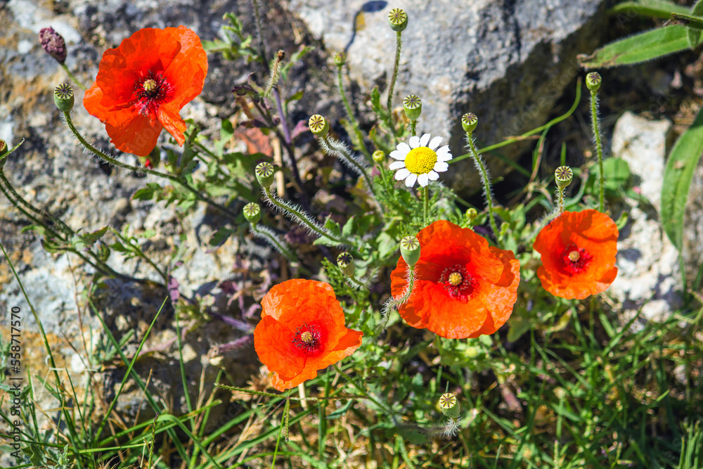 Close-up view of scarlet poppies blooming on stones, Dalmatia historical region, Adriatic coast of Croatia Close-up view of scarlet poppies blooming on stones, Dalmatia historical region, Adriatic coast of Croatia