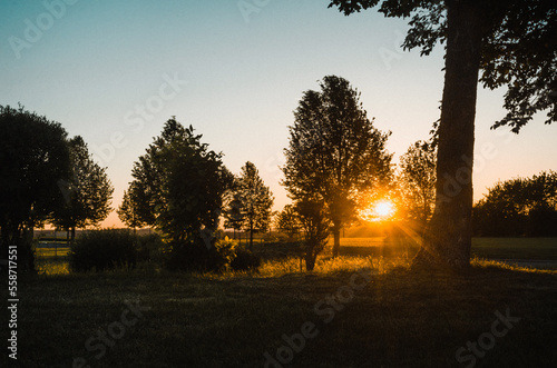 Tiefe Sonne in einem Park mit Silhouetten von Bäumen © Stephen