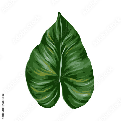 Tropical jungle palm leaf. Realistic vector hand drawn illustration. Isolated on white.