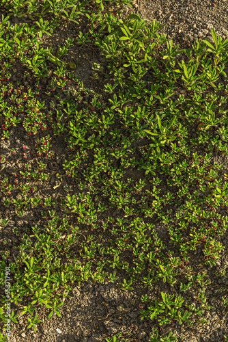 Climbing plant on the ground. Decorative gardening for the Alpine hill. Landscape design concept