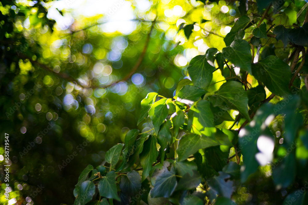 green leaves in sunlight