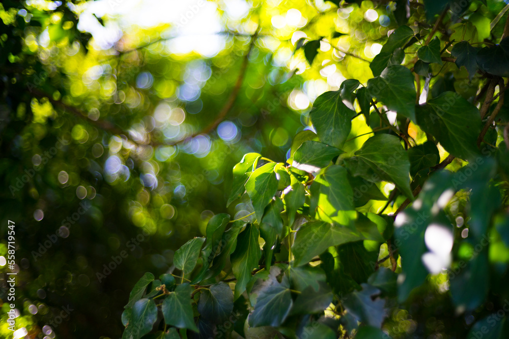 Fototapeta premium green leaves in sunlight