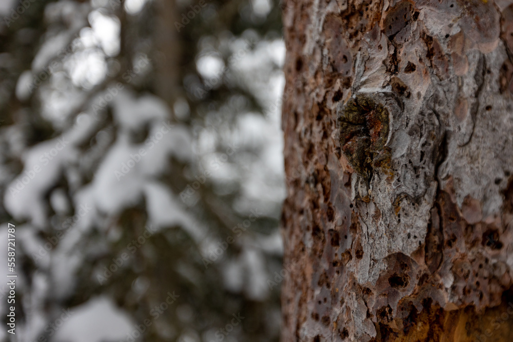 Bark of Tree in Banff, Alberta Bark of Tree in Banff, Alberta