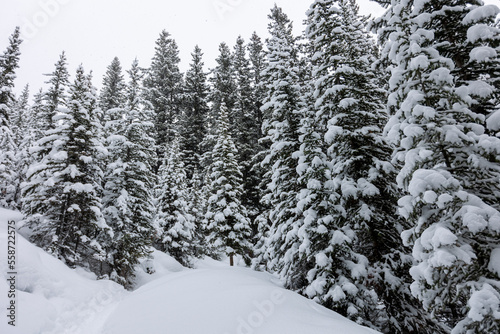 Landscape of Forest in Banff Alberta Canada After a Snow Storm