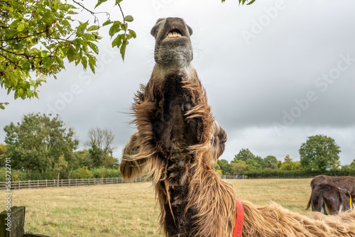 profile of a fluffy poitou donkey looking up to the sky