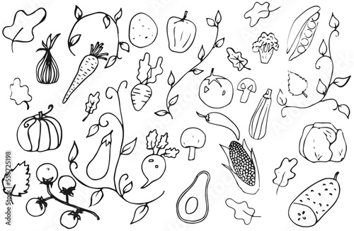 Set of vegetables in doodle art style  hand-drawn in black outline  without coloring. Vector illustration  isolated on white background