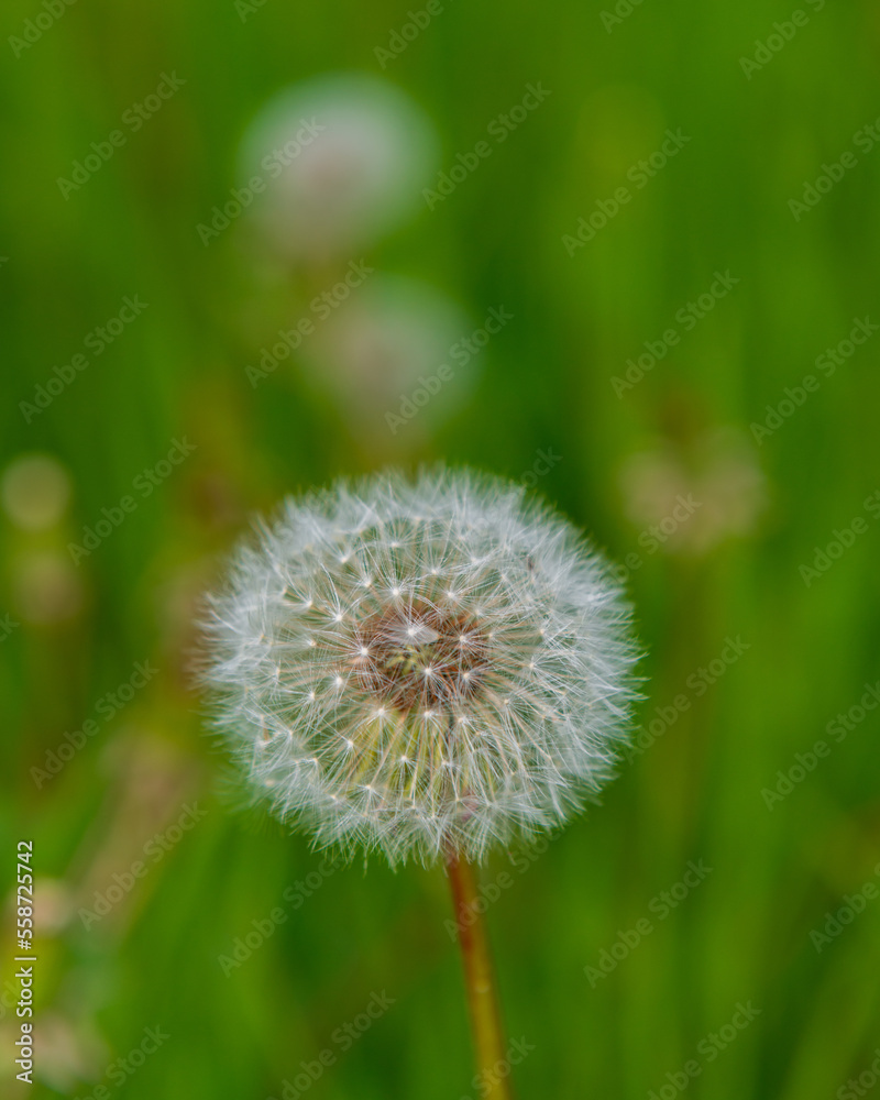 Dandelion with seeds in the garden, close-up.