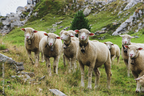 Schafe in den Bergen photo