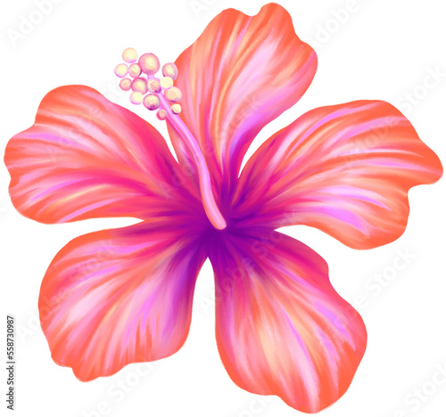 Fototapeta Naklejka Na Ścianę i Meble -  Hibiscus illustration. Vibrant pink tropical flower. Realistic botanical high quality hand drawn painting isolated on white.