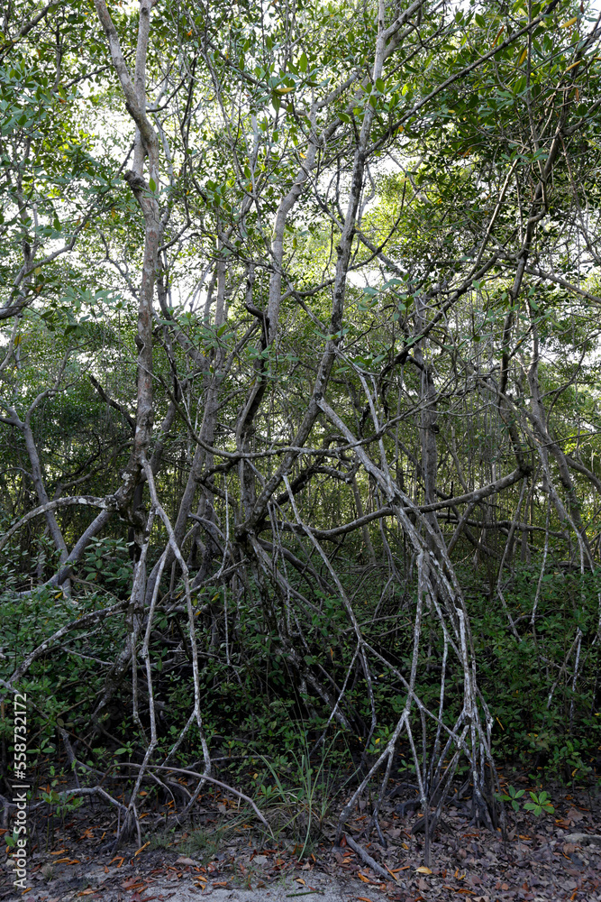 Mangrove forest on Itaparica island near Salvador, Bahia state, Brazil Mangrove forest on Itaparica island near Salvador, Bahia state, Brazil
