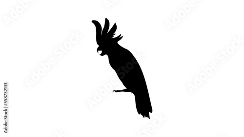 White cockatoo silhouette photo