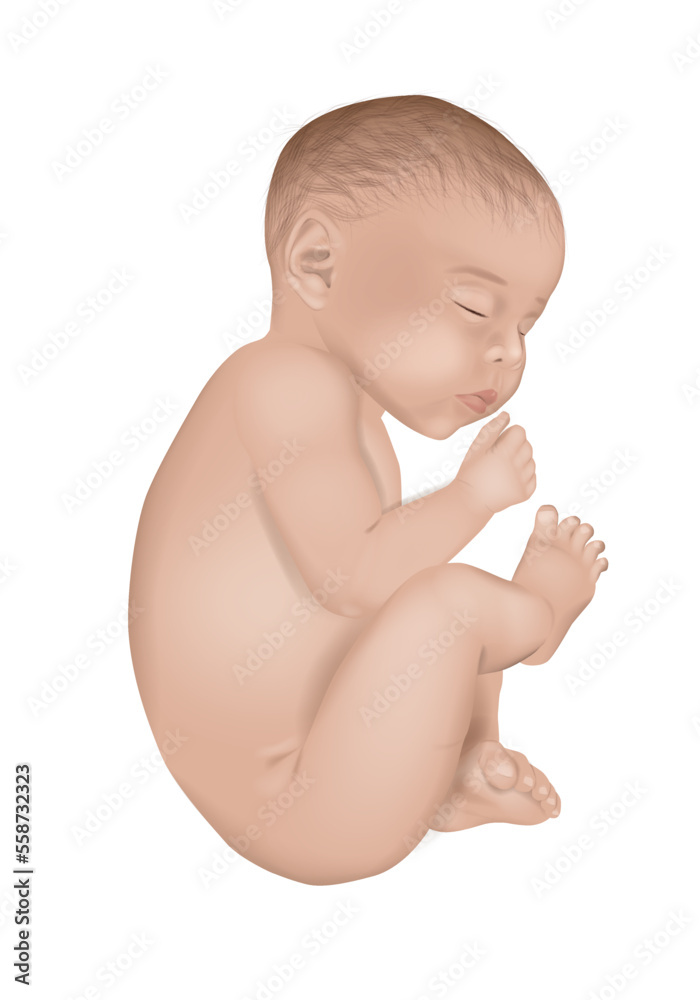 Realistic vector illustration of a newborn little baby in white background. Sleeping baby