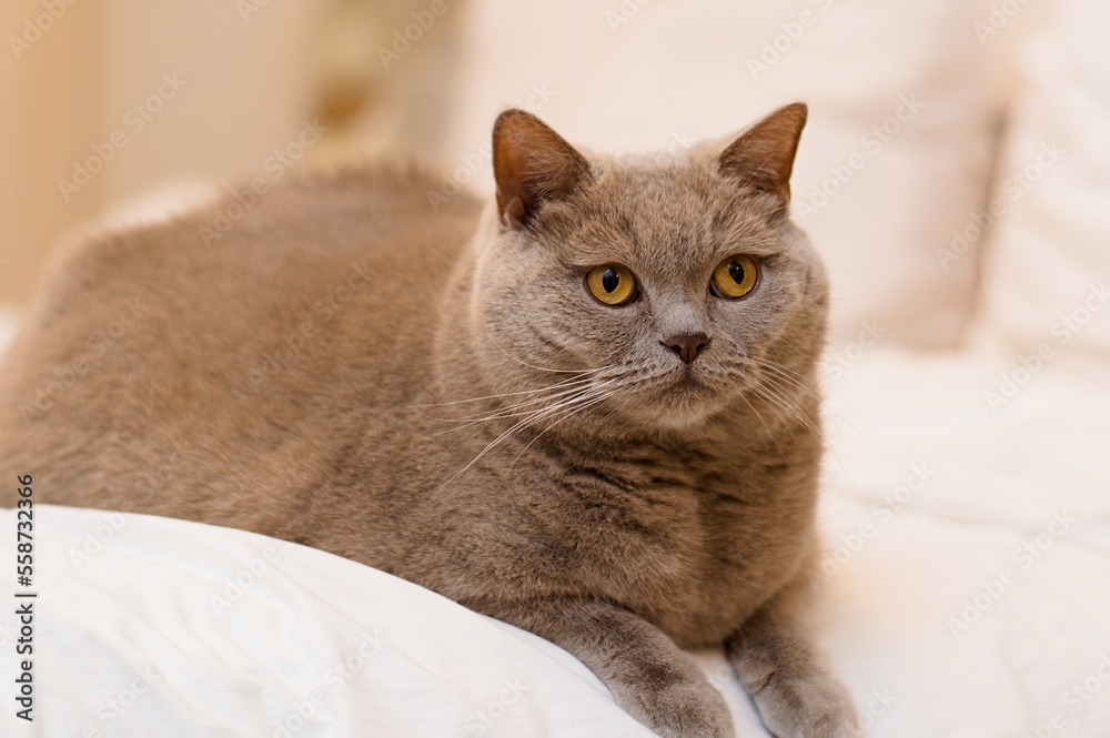 Portret pięknego młodego kota brytyjskiego krótkowłosego (British shorthair), siedzącego na łóżku
