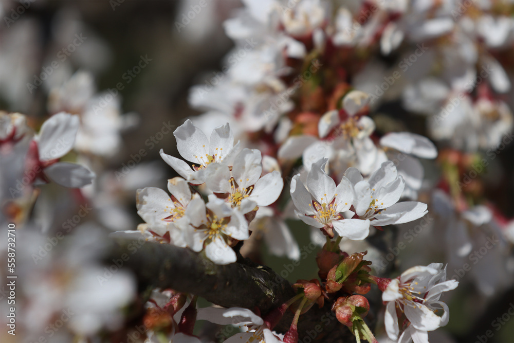 Blooming almond tree.