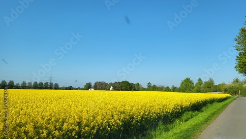 rapeseed field © Jasmin