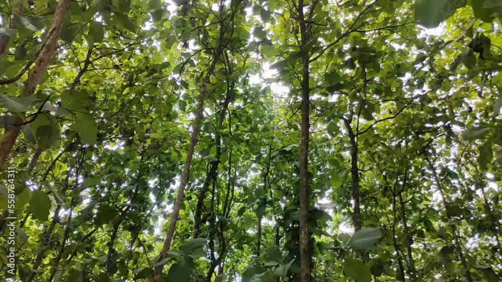 Teak trees in the forest in countryside Teak trees in the forest in countryside