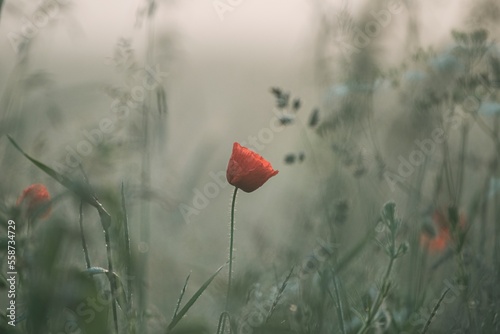 wild poppy flower on the meadow.