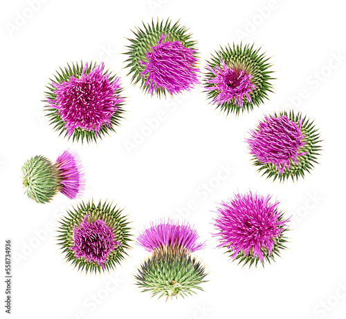 Different flowers of milk thistle buds isolated on a white background. Silybum marianum.