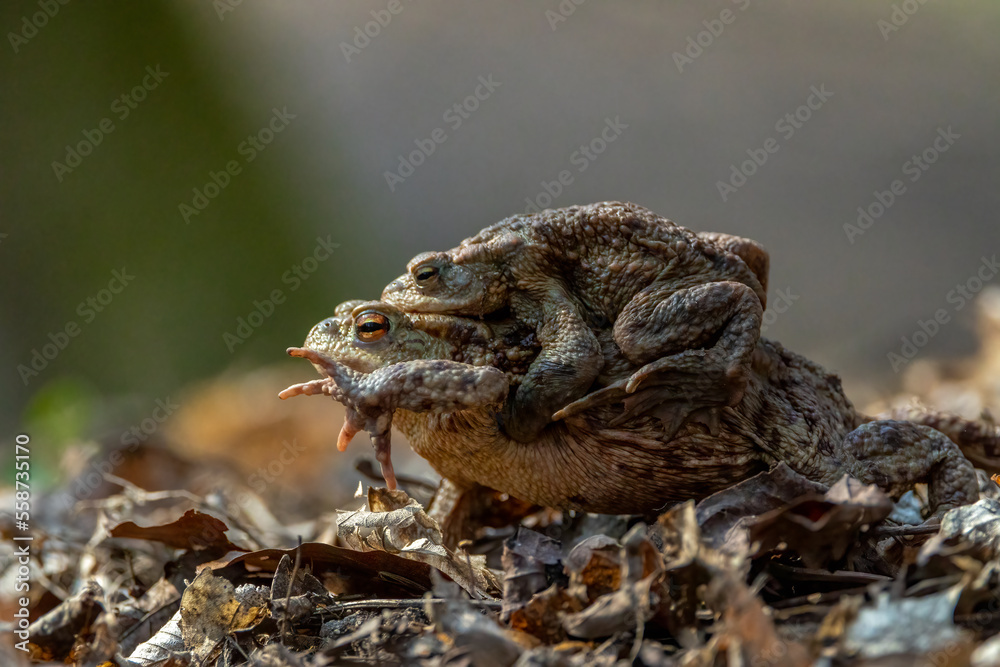 Obraz premium Female carrying a male toad during toad migration at a sunny day in spring.